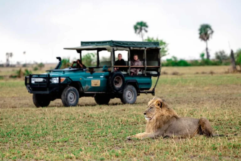 Best Time to Travel to Botswana for Safari: Tips and Insights Travel to Botswana for Safari